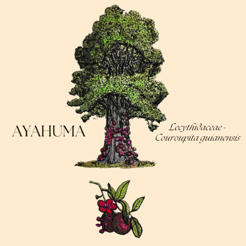 Ayahuma+botanical