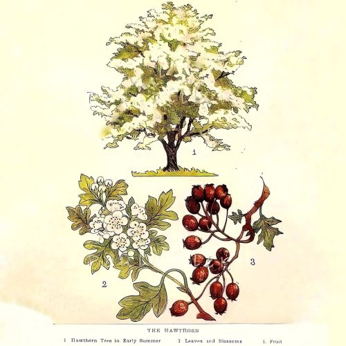 Hawthorn+botanical