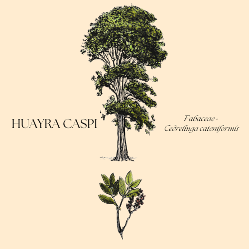 Huayra+caspi+botanical