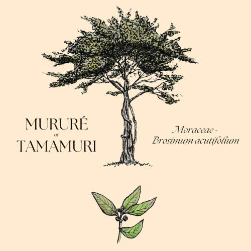 Mururé+botanical