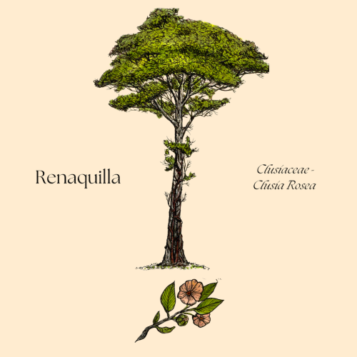 Renaquilla+botanical