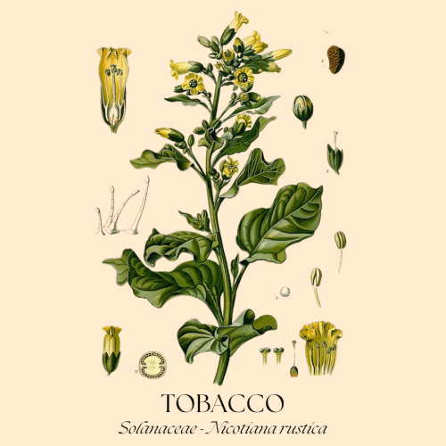 Tobacco+botanical